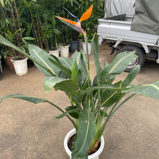 ストレリチア 極楽鳥花 (取りに来て頂ける方限定)