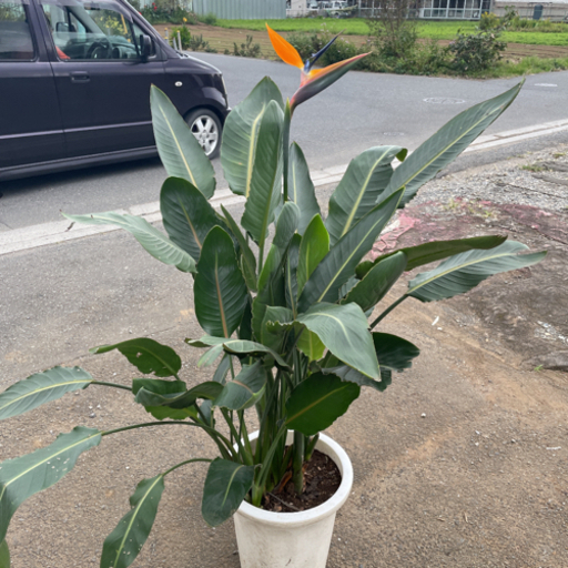 ストレリチア　極楽鳥花　(取りに来て頂ける方限定)