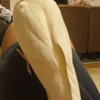 オカメインコを探しています