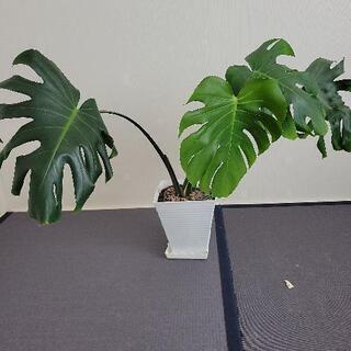 お値下げ モンステラ 株分け鉢ごと