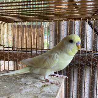 セキセインコイエロー