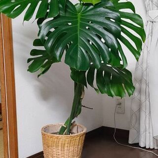 観葉植物　モンステラ