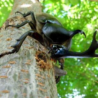 カブトムシ幼虫3匹