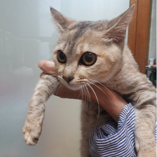 里親さん決定しました！お目目くりくり👀5ヶ月くらいの女の子😻