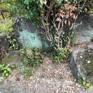 庭石　購入金額　数十万円　ただで差し上げますの画像