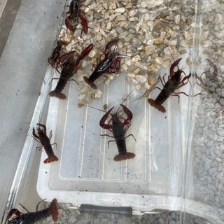 ザリガニって需要あります？