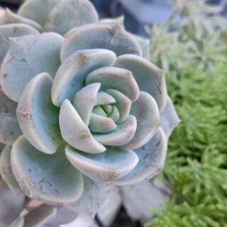 多肉植物　朧月