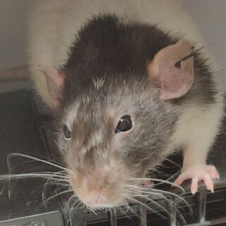 ファンシーラットには経験豊富な飼い主が必要