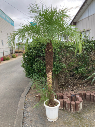 フェニックスロベレニー　大　子株付き