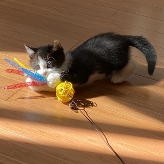 里親募集