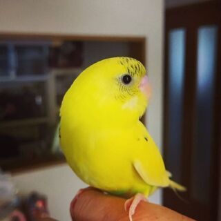 セキセイインコを探しています - 手伝って/助けて