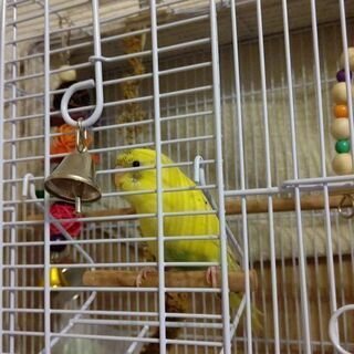 セキセイインコを探しています - 北足立郡