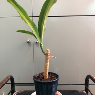 幸福の木　鉢付き　(小)