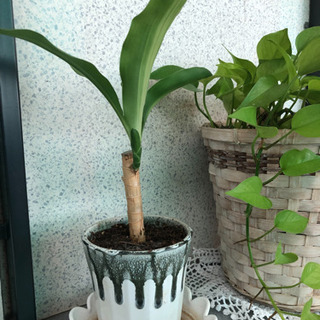 幸福の木　鉢付き③ 小