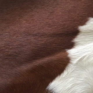 ビンテージカウラグ　天然牛革カーペットの画像