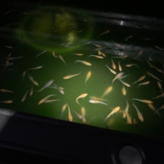 柿色夜桜、黄色夜桜、夜桜、幹之、雲州幹之