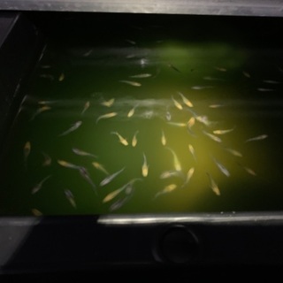 柿色夜桜、黄色夜桜、夜桜、幹之、雲州幹之の画像