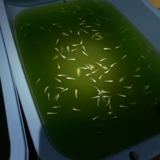 柿色夜桜、黄色夜桜、夜桜、幹之、雲州幹之の画像