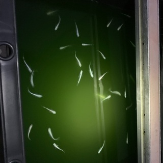 柿色夜桜、黄色夜桜、夜桜、幹之、雲州幹之の画像