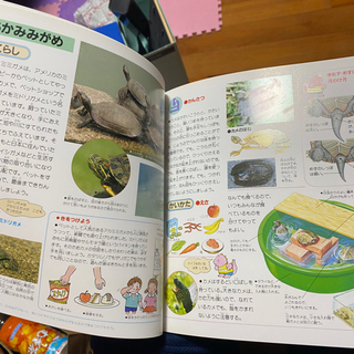 いきもの　本の画像