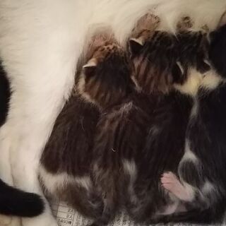 超かわいい子猫ちゃんです