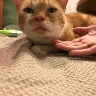 里親募集中です。 - 猫