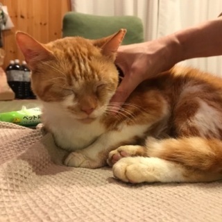 里親募集中です。 − 三重県