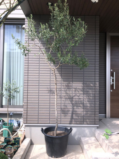 オリーブ特大苗（シプレッシーノ）を¥12000→9999円で売ります。