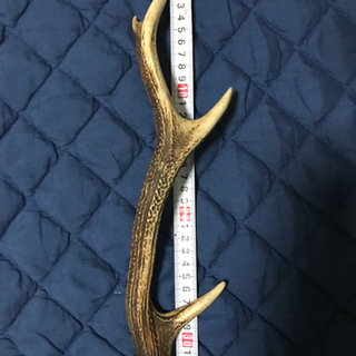 鹿の角