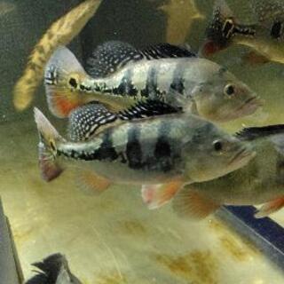 キクラ　オセラリス(オリノコエンシス？)　熱帯魚