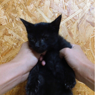 ☆里親さん決定☆熊のような猫 男子 胸に丸いエンジェルマーク 生後2カ月 - 東かがわ市