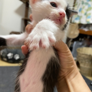 牛がらの男の子