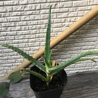 キダチアロエ　大きめ苗木　丈夫