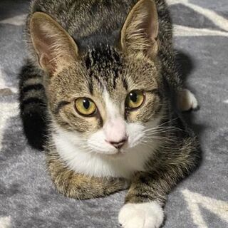 靴下猫のキジ白君の画像