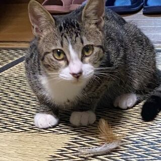 靴下猫のキジ白君 - 熊谷市