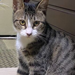 靴下猫のキジ白君 - 里親募集