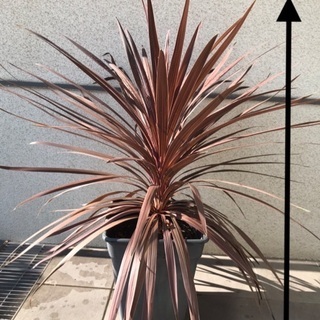 【大株】コルジリネ　レッドスター（鉢カバー別売り）の画像