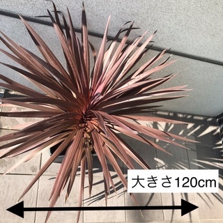 【大株】コルジリネ　レッドスター（鉢カバー別売り）の画像