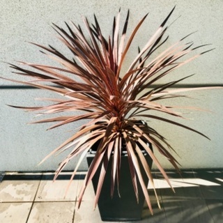 【大株】コルジリネ　レッドスター（鉢カバー別売り）