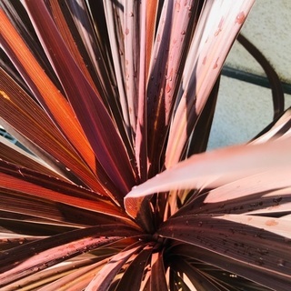 【大株】コルジリネ　レッドスター（鉢カバー別売り）の画像