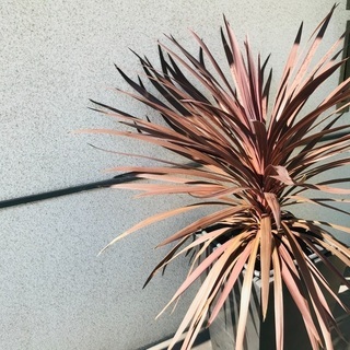 【大株】コルジリネ　レッドスター（鉢カバー別売り）の画像