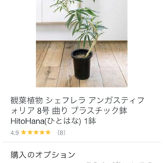 ベンがレンシス　観葉植物の画像