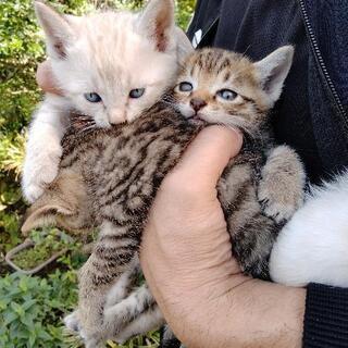 生後１ヶ月　仔猫　4匹 　茶トラ♂と白トラ1匹ずつ決まりました