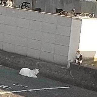 24匹の捕獲した子の為に猫用餌、シーツ、猫砂、トイレ、その…