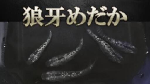 狼牙めだかの卵