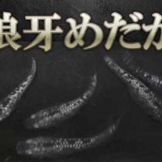 狼牙めだかの卵