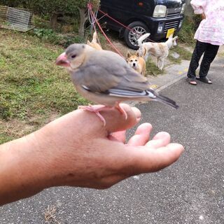小鳥（多分文鳥）成鳥