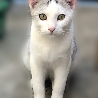 猫ちゃんの里親さん募集しています！