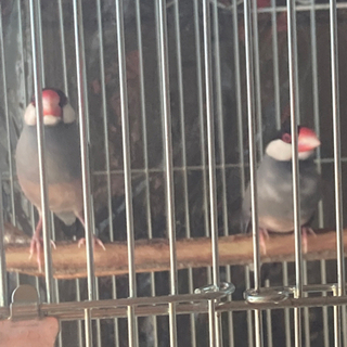 ダークシルバー文鳥 − 広島県