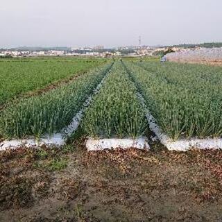 農業アルバイト
